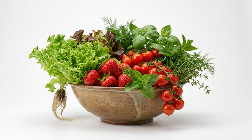 Récolte de salades et d'herbes fraîches cultivées sur une tour Botaverra