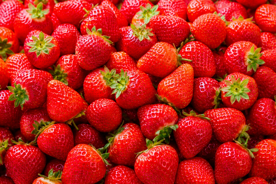 Cultiver des fraises en hydroponie : variétés, lumière et pollinisation