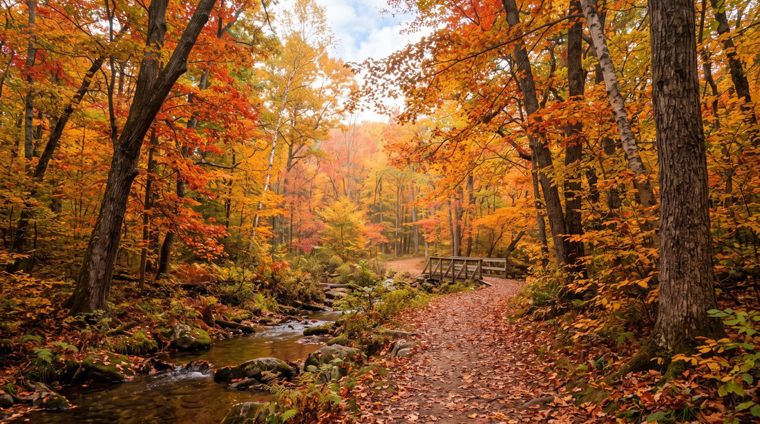 Automne : ce qu'on arrache, ce qu'on sème, ce qu'on nettoie