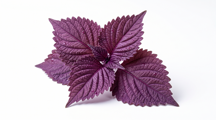 Shiso pourpre