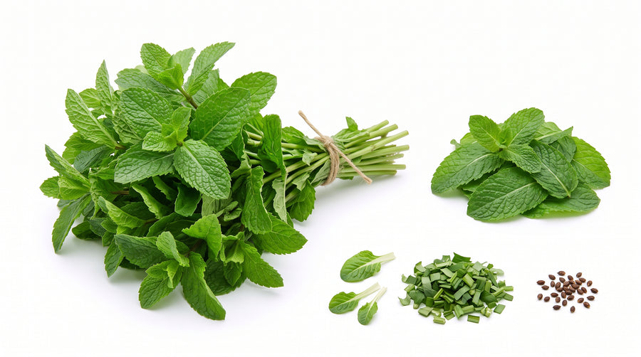 Menthe