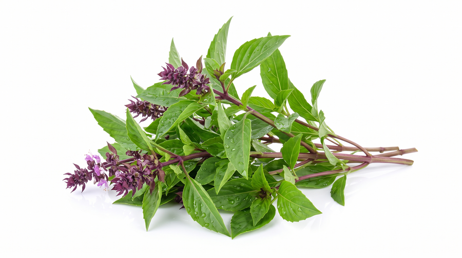 Basilic thaï