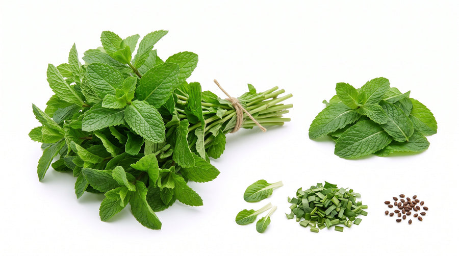 Menthe