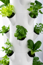 Gros plan sur la tour Botaverra : laitue frisée, mélisse, basilic et pak choï dans leurs godets noirs
