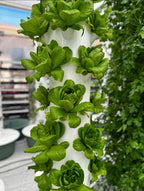 Laitues cultivées sur une tour hydroponique Botaverra, photographiées en serre