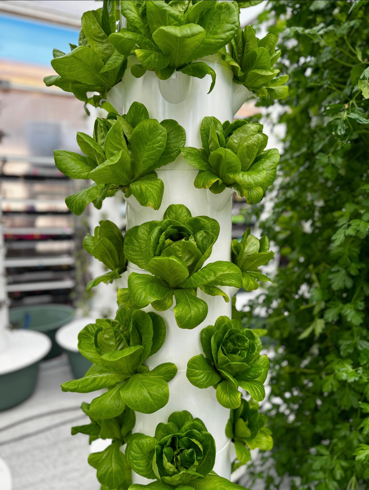 Laitues cultivées sur une tour hydroponique Botaverra, photographiées en serre